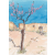 Almond Blossom Ruin 1000.jpg